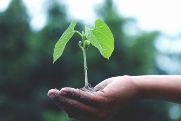 Growth - Person Holding A Green Plant