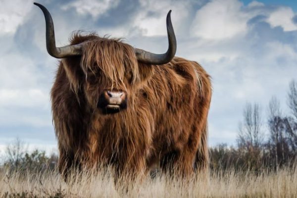 Bull - Brown Bull on Green Glass Field Under Grey and Blue Cloudy Sky