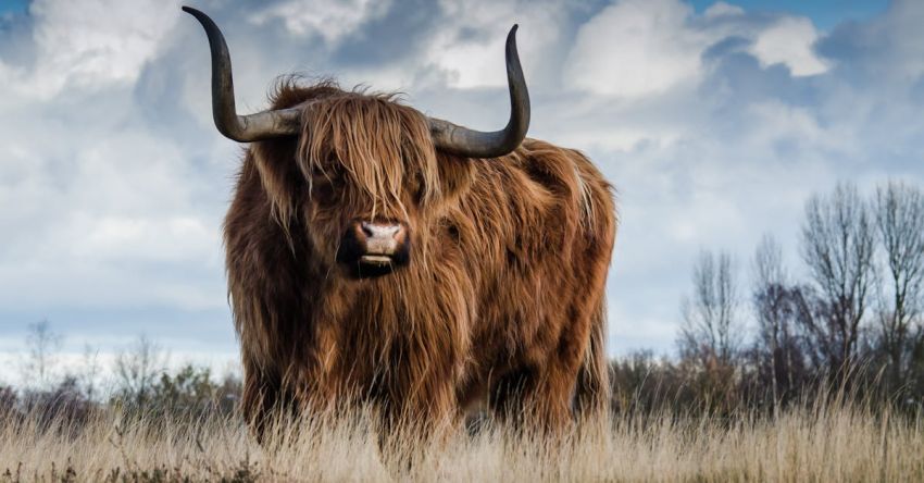 Bull - Brown Bull on Green Glass Field Under Grey and Blue Cloudy Sky